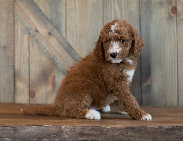 Dan came from Paisley and Scout's litter of F1BB Goldendoodles