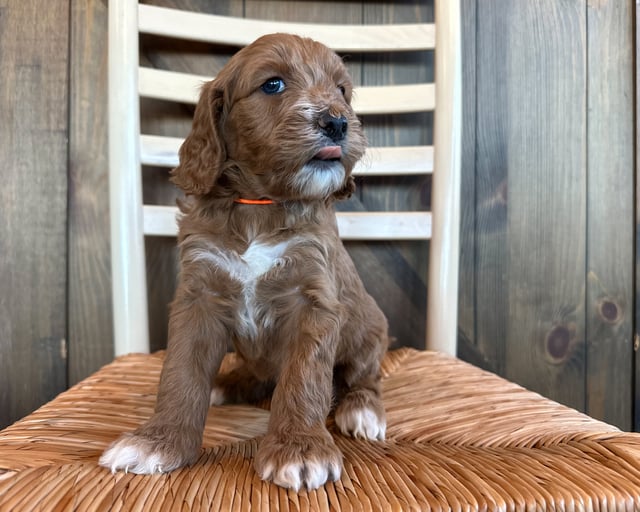 Porky is an F1B Goldendoodle for sale in Iowa.