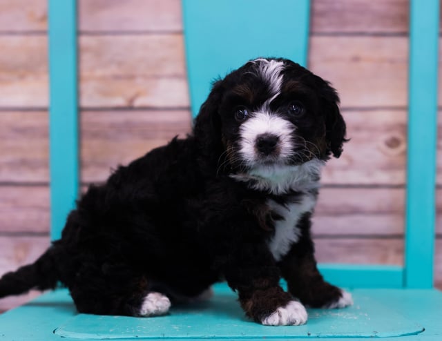 Lana came from Sasha and Stanley's litter of F1 Bernedoodles