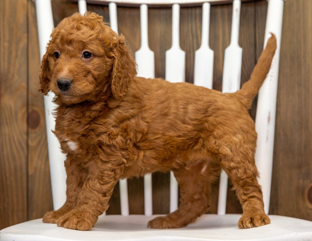 A picture of a Chewy, one of our Mini Goldendoodles puppies that went to their home in California