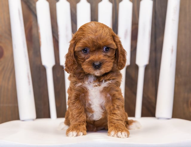 Poppy came from Lucy and Reggie's litter of F1 Cavapoos