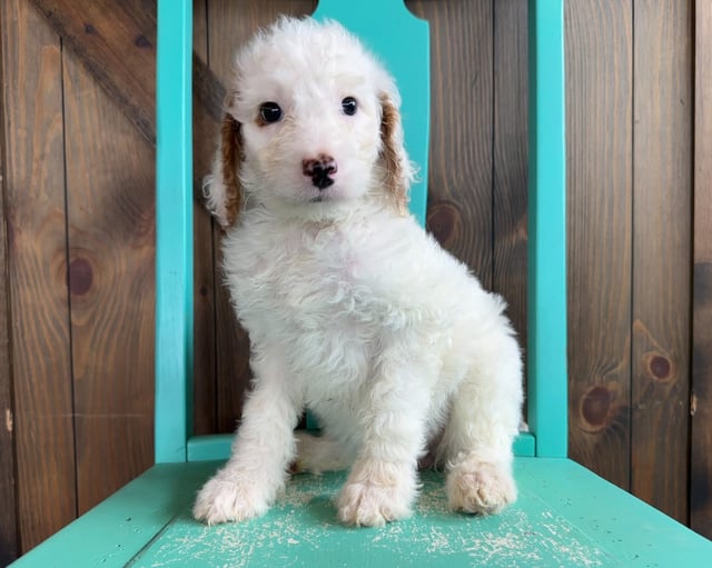 A picture of a Indra, one of our Standard Goldendoodles puppies that went to their home in Texas