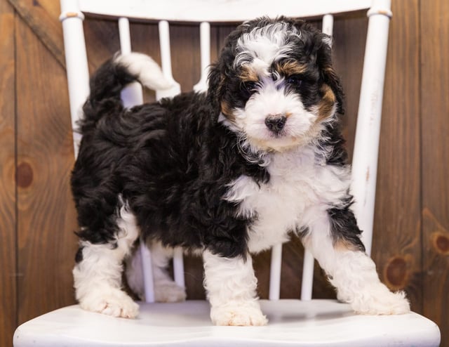 A picture of a Gerry, one of our Standard Bernedoodles puppies that went to their home in Minnesota