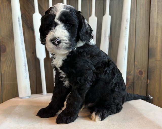 A picture of a Chip, one of our Mini Sheepadoodles puppies that went to their home in Iowa