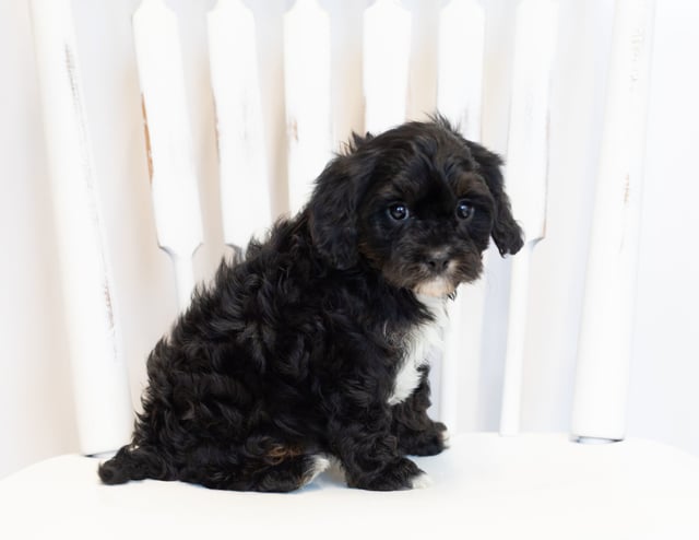 Norton came from Bella and Reggie's litter of F1 Cavapoos