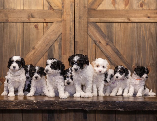 A litter of Mini Sheepadoodles raised in Iowa by Poodles 2 Doodles