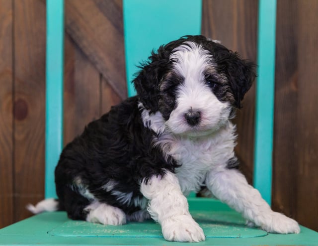 A picture of a Martin, one of our Mini Bernedoodles puppies that went to their home in WV