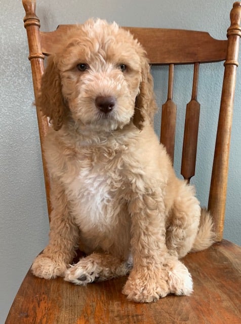 Exel came from Leia and Scout's litter of F1B Goldendoodles