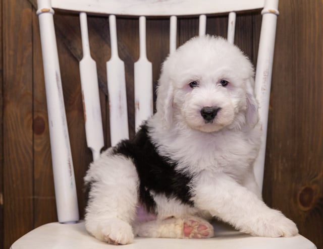 A picture of a Nasa, one of our Standard Sheepadoodles puppies that went to their home in Missouri