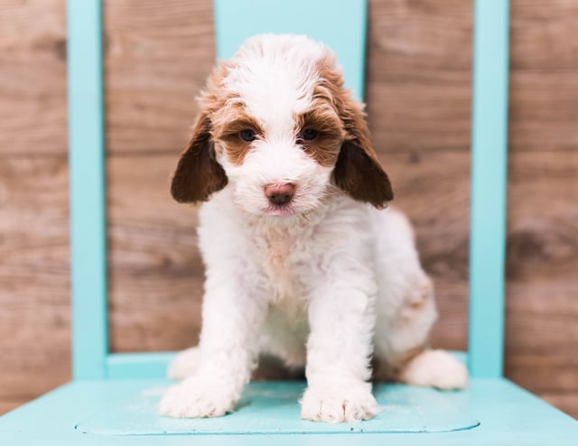 A picture of a Dolly, one of our Mini Goldendoodles puppies that went to their home in Nebraska