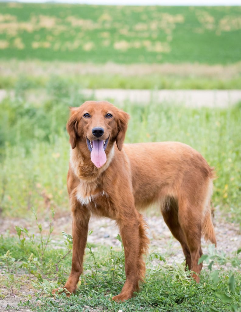 A picture of one of our Irish Setter mother's, Jinx.