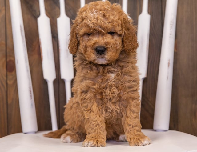 Rollo came from Sassy and Taylor's litter of F1 Goldendoodles