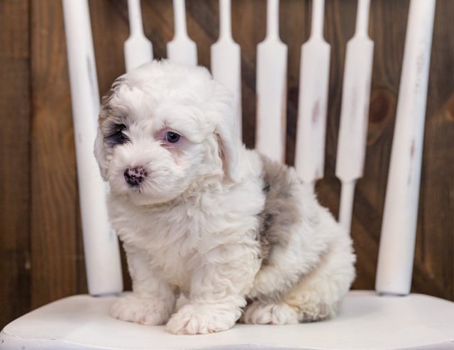 Annie is an F1 Sheepadoodle that should have  and is currently living in Arizona