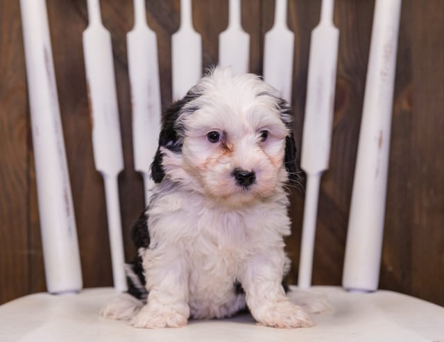 Ranger came from Piper and Stanley's litter of F1 Sheepadoodles