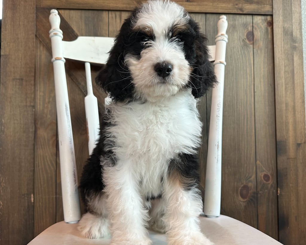 Jewel is an F1 Bernedoodle that should have  and is currently living in Iowa 