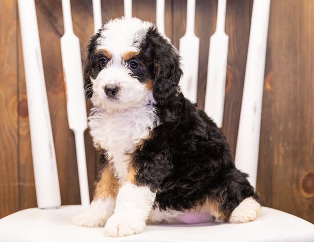 Iona is an F1 Bernedoodle that should have  and is currently living in Arizona