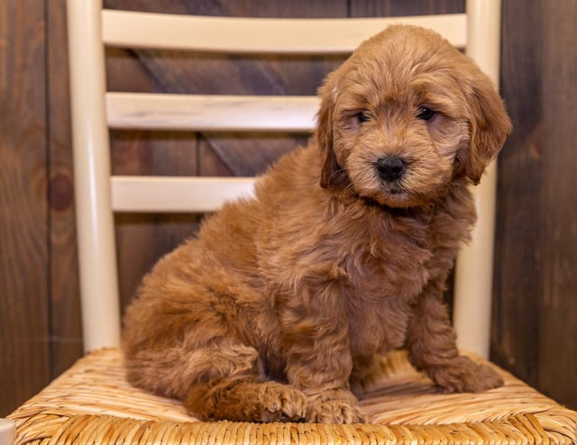 A picture of a Duke, one of our Mini Goldendoodles puppies that went to their home in South Dakota