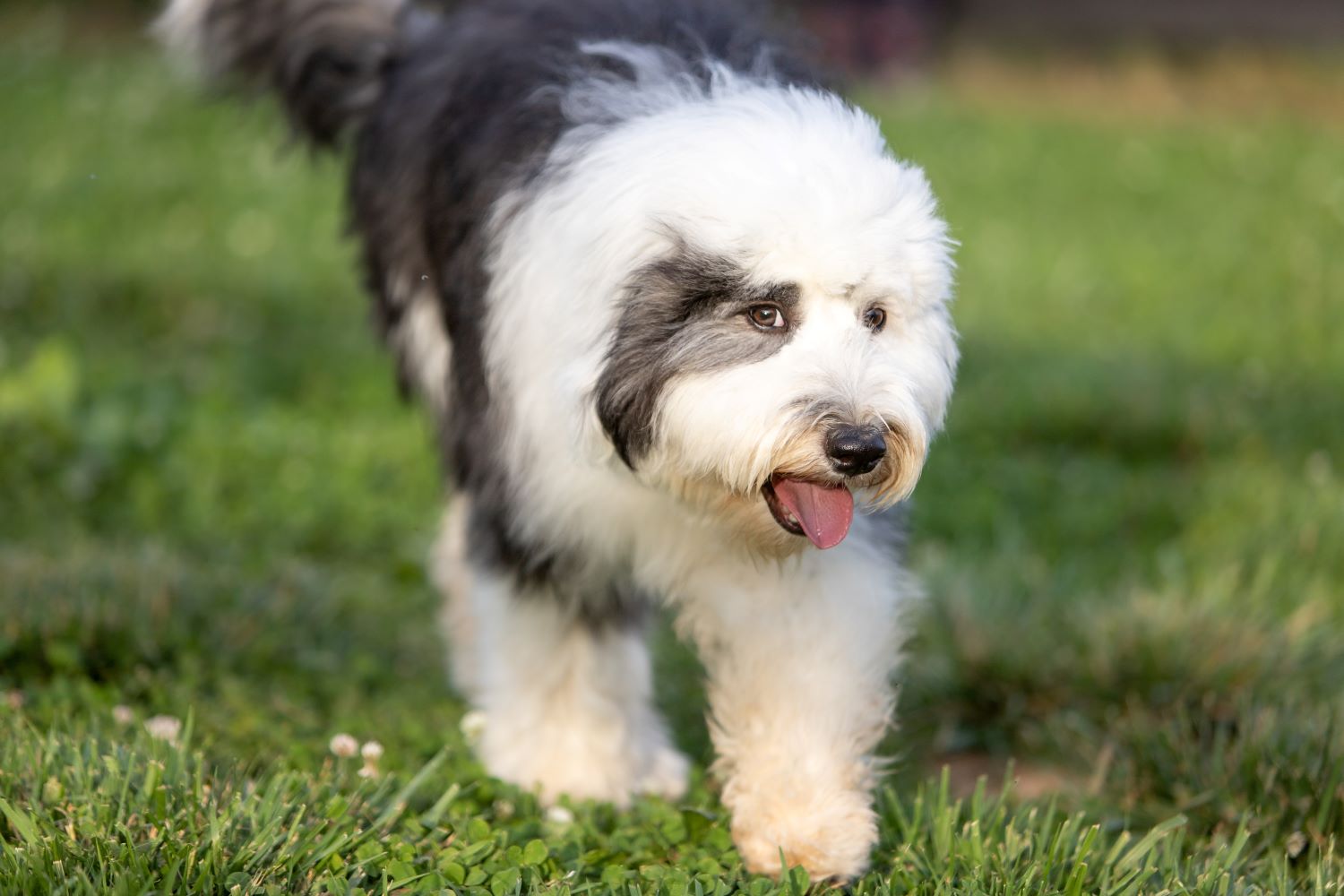 What Makes Some Dog Breeds Hypoallergenic?