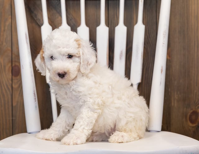 Hiedi is an F1B Sheepadoodle that should have  and is currently living in Montana