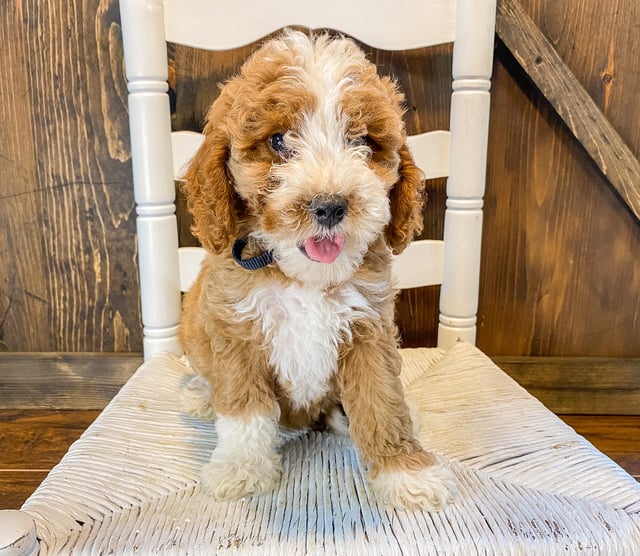 Whiskey came from Cora and Toby's litter of F1BB Goldendoodles