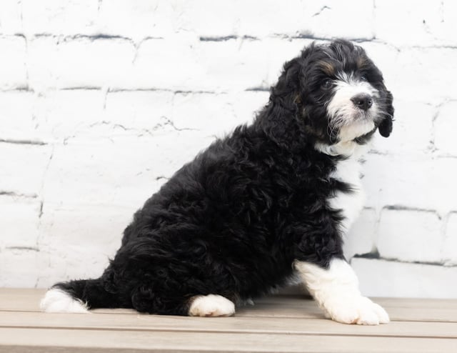 Xam is an F1 Bernedoodle for sale in Iowa.