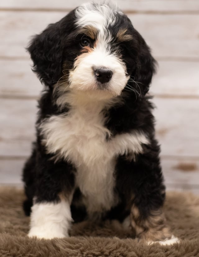 Ivy came from Kiaya and Bentley's litter of F1 Bernedoodles