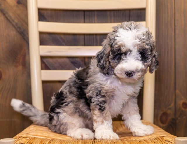 A picture of a Ginny, one of our Mini Sheepadoodles puppies that went to their home in Iowa