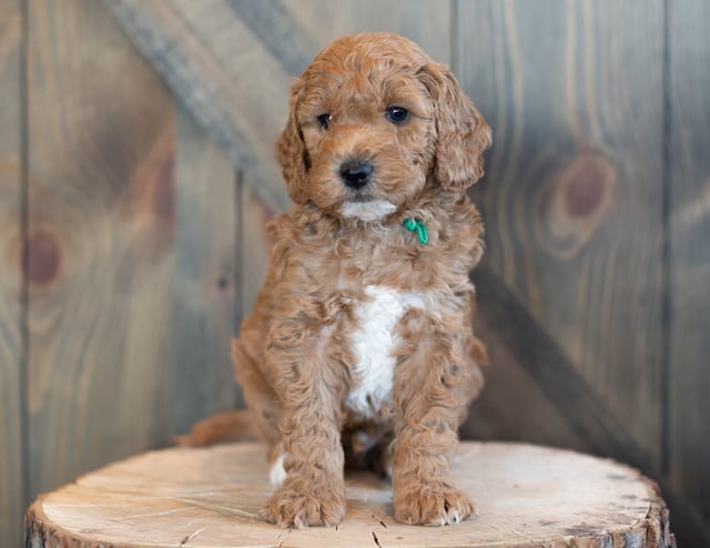 Learn more about Goldendoodles on our blog