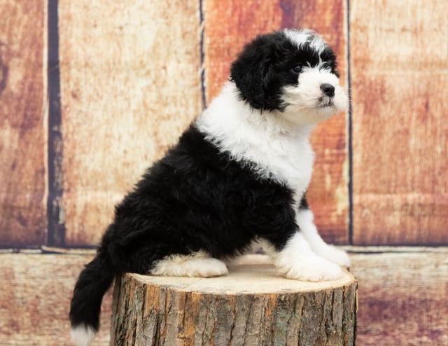 Una is an F1 Sheepadoodle that should have  and is currently living in Minnesota