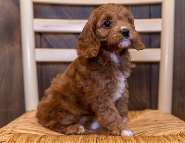 A picture of a Unni, one of our  Cavapoos puppies that went to their home in Minnesota