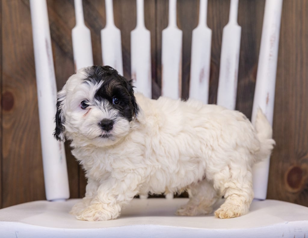 Hatchy is an F1B Sheepadoodle that should have  and is currently living in Georgia