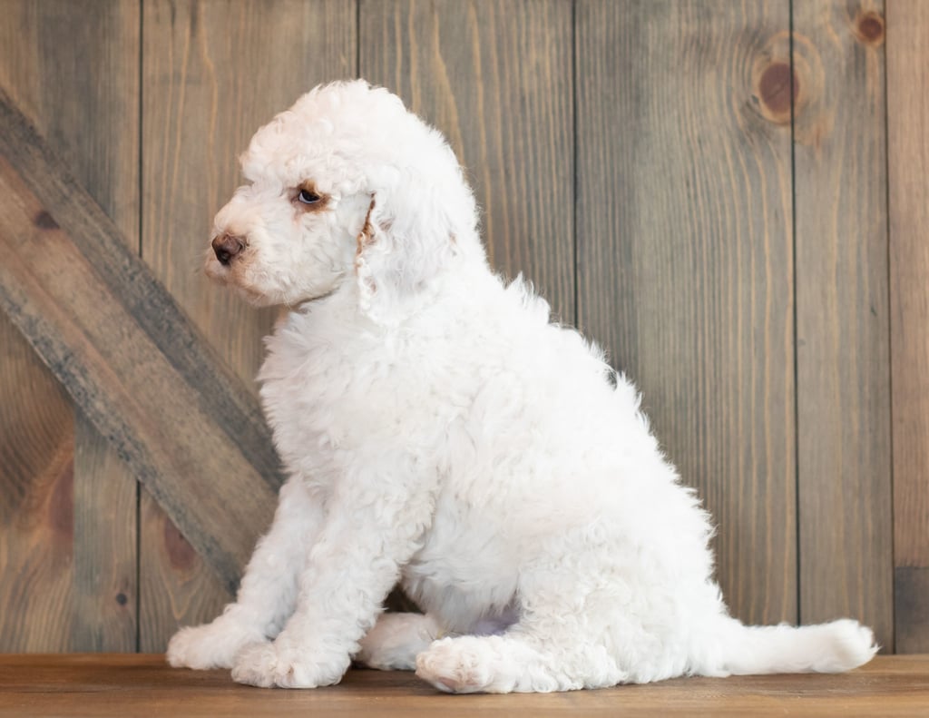 Xantus is an F1B Goldendoodle that should have  and is currently living in California