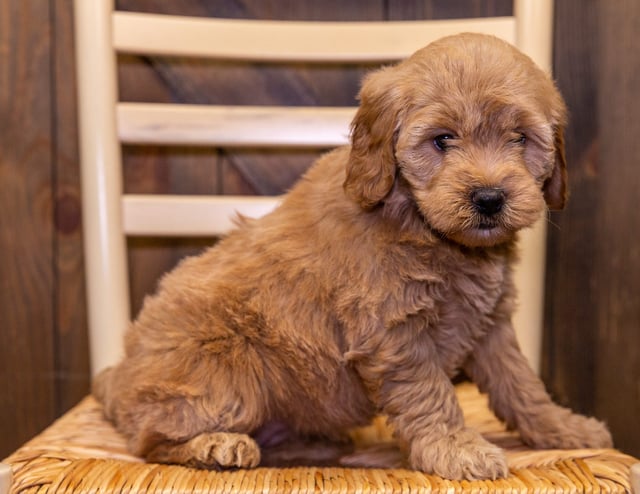 A picture of a Darcy, one of our Mini Goldendoodles puppies that went to their home in Nebraska