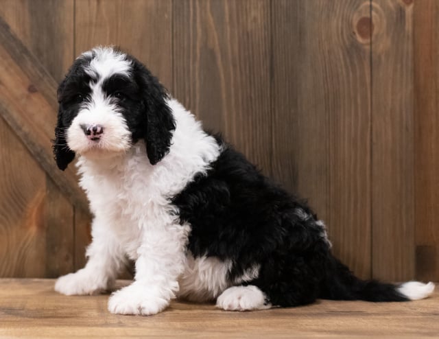 Zane is an F1 Sheepadoodle that should have  and is currently living in Iowa