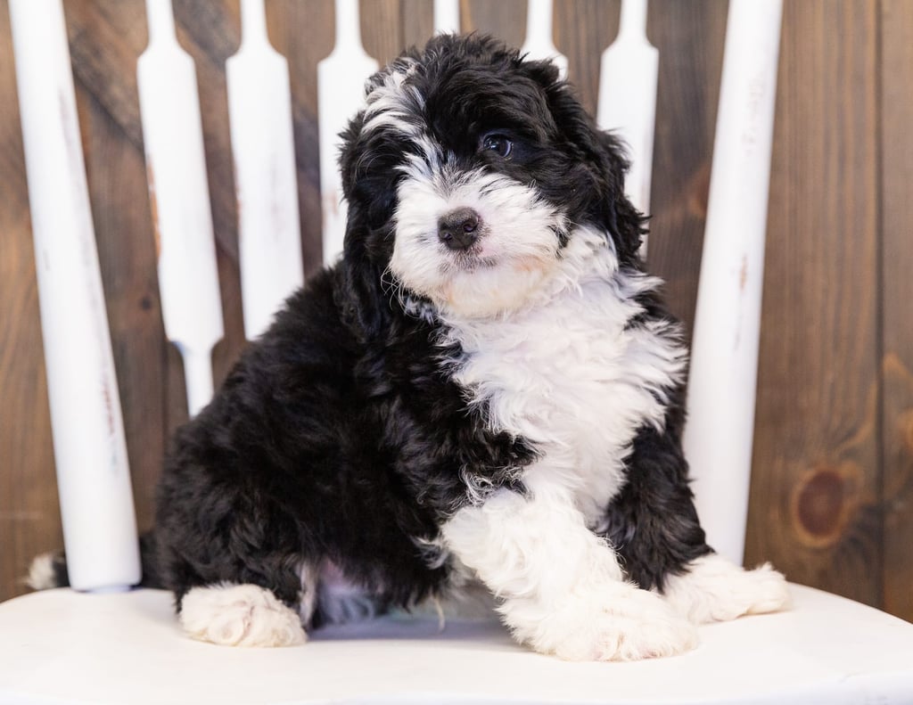A picture of a Myles, one of our  Bernedoodles puppies that went to their home in California