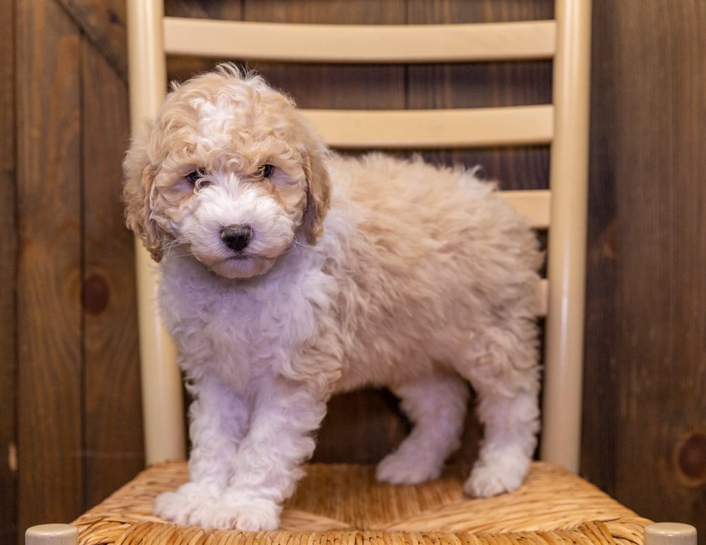 Velvet came from Paris and Bentley's litter of F1B Sheepadoodles