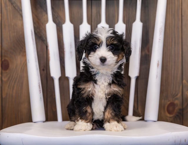 Indy came from Willow and Stanley's litter of F1 Bernedoodles