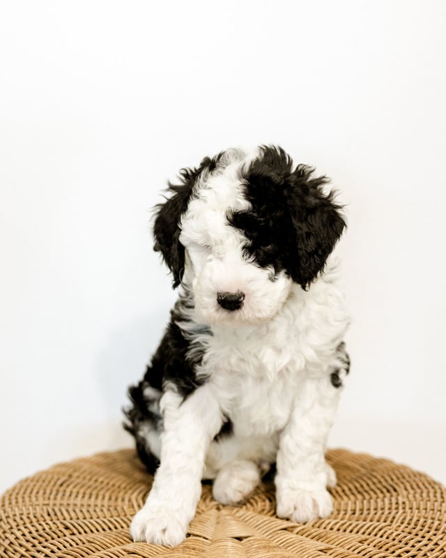 Wayne is an F1B Sheepadoodle that should have  and is currently living in South Dakota