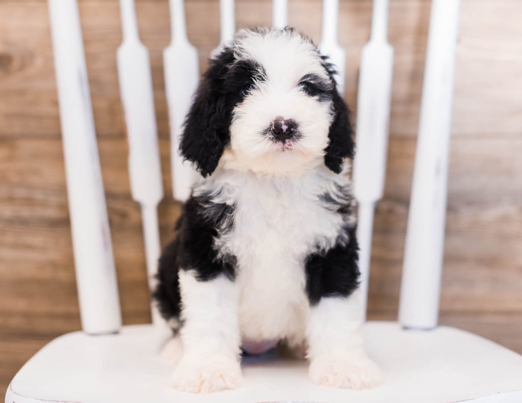 A picture of a Yackie, one of our Standard Sheepadoodles puppies that went to their home in Colorado 