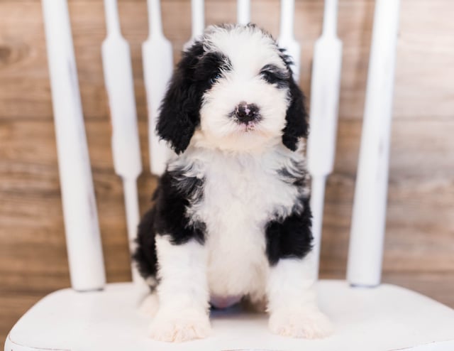 A picture of a Yackie, one of our Standard Sheepadoodles puppies that went to their home in Colorado 