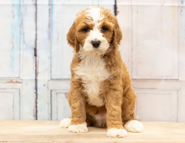 Wag is an F1B Goldendoodle that should have  and is currently living in Colorado