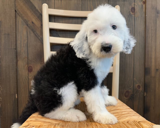 A picture of a Kal, one of our Standard Sheepadoodles puppies that went to their home in Montana 