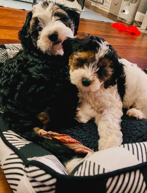 F1 Hypoallergic Bernedoodle puppies