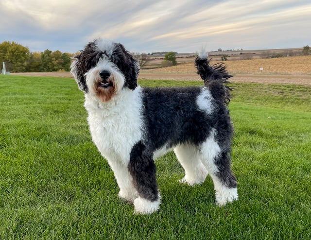 A picture of one of our Sheepadoodle mother's, Paris.