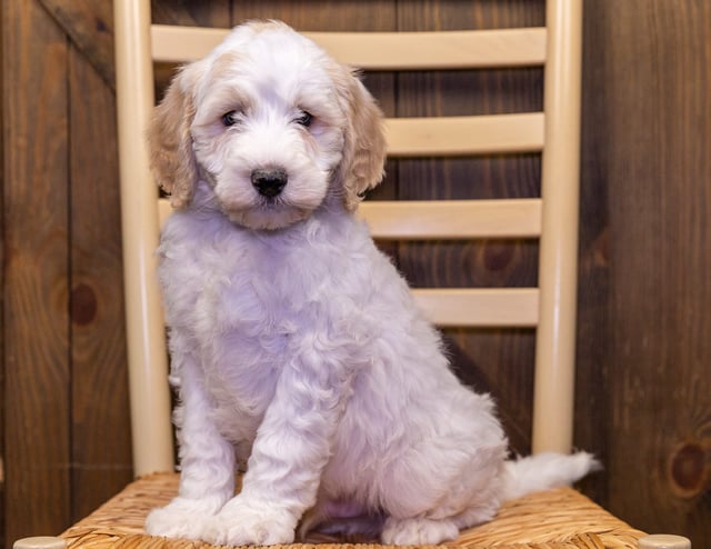 Veer came from Paris and Bentley's litter of F1B Sheepadoodles