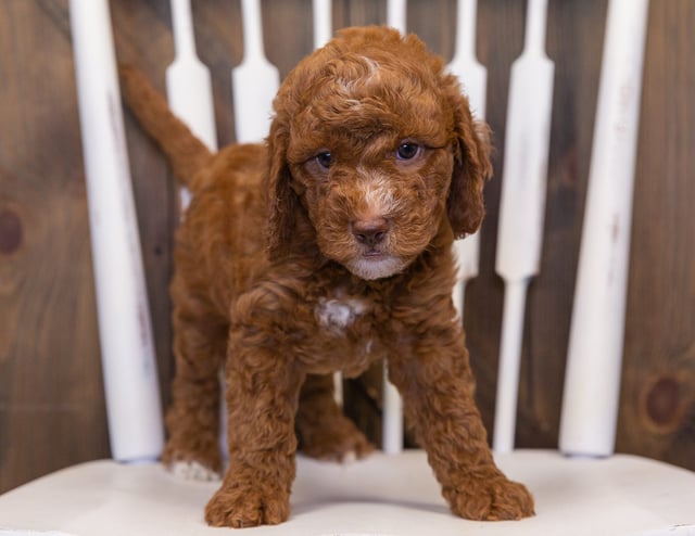 These Goldendoodles were bred by Poodles 2 Doodles in Iowa. Their mother is Leia and their father is Milo