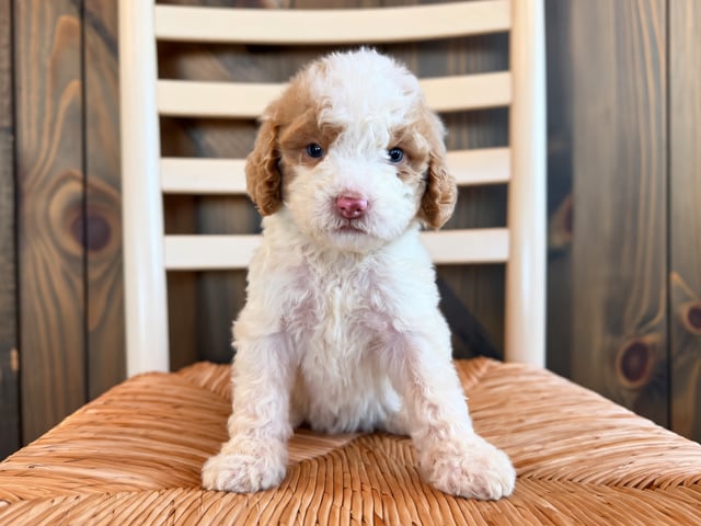 Gorgeous Standard Goldendoodles available for sale!
