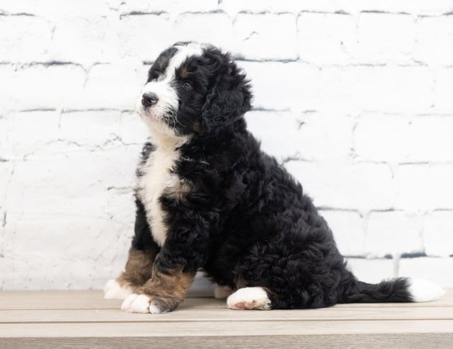 Xavier came from Kiaya and Bentley's litter of F1 Bernedoodles