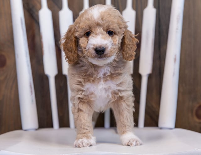 Falcon came from Raven and Ozzy's litter of F1BB Bernedoodles