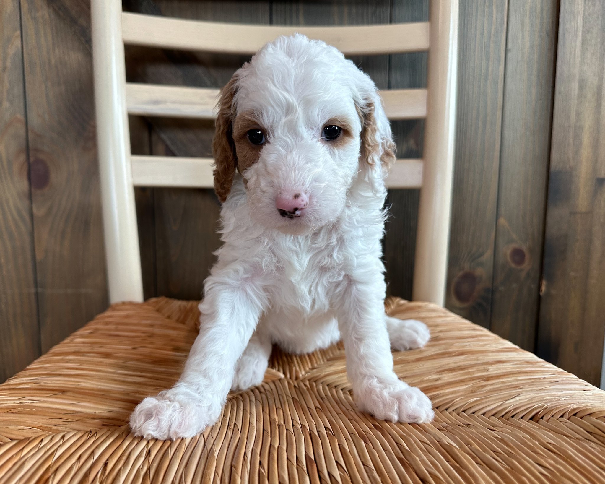 A litter of Standard Goldendoodles raised in Iowa by Poodles 2 Doodles